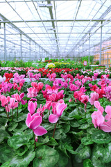 Fototapeta na wymiar Huge greenhouse with lot of flowers and plants for sale