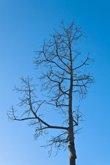 dead tree under blue sky.