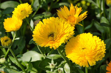 Sulfur Cosmos and Yellow Cosmos is cultivars appear in shades of