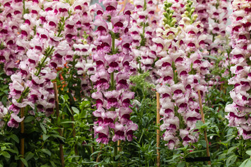 purple dragon flowers in bloom