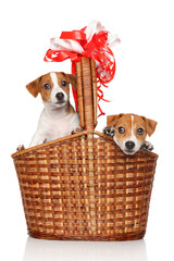 Jack Russell puppies in wicker basket