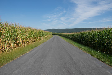 Fototapeta na wymiar A road dividing two cornfields in Lancaster County.