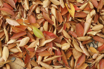 Fallen leaves