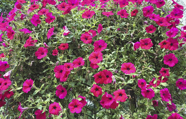 Blooming flower