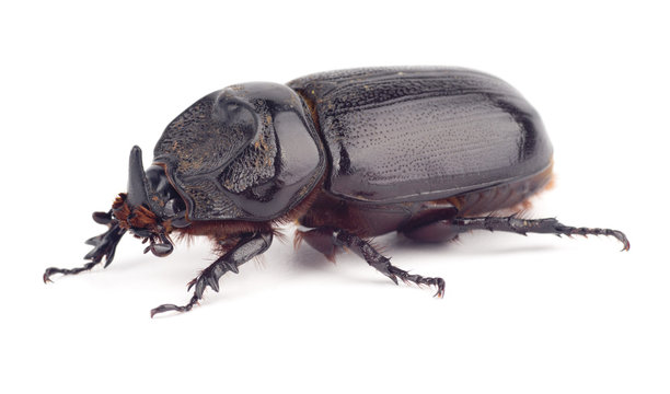 Oryctes rhinoceros or Asiatic female rhinoceros Beetle