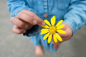 花びらをつまむ子供の手