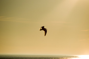 Fototapeta na wymiar Seagull in Sunray