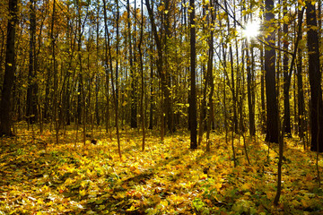 Fototapeta premium Sunlight in the autumn forest. Autumn landscape