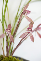 Fototapeta premium 台湾春蘭 呉鳳冠