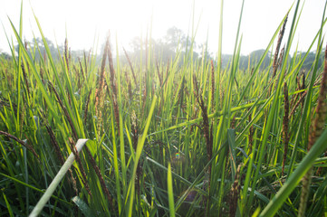Obraz premium Rice and rice spike