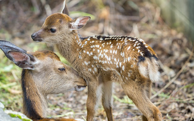 Fawn and mom deer in a forest