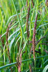 Rice and rice spike