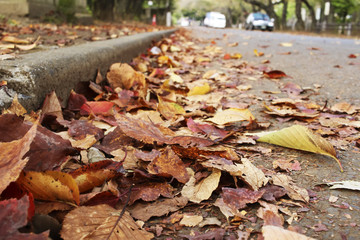 Road with fallen leaves