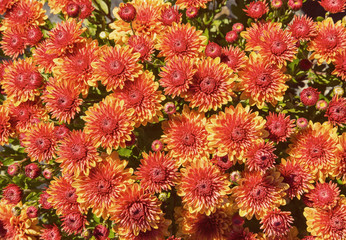Autumn Mums or Chrysanthemums flower background