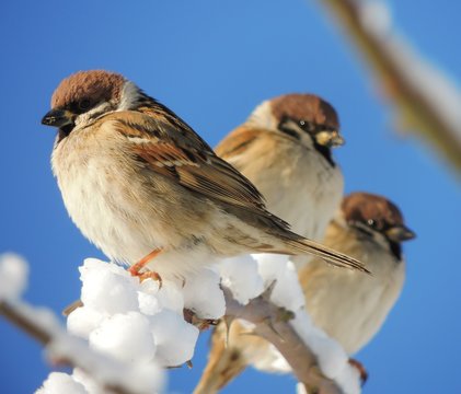 Sparrow (Passer montanus)