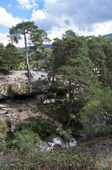 Fototapeta na wymiar Scots pine forest next to the river Eresma on its course through Boca del Asno, Segovia Province, Spain, a recreational area in Guadarrama Mountains