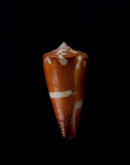 Seashell isolated in dark background