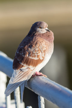 Portrait of brown pigeon