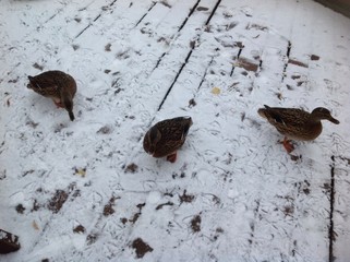 утки на снегу