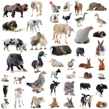 Group Of Farm Animals Images – Browse 230,908 Stock Photos, Vectors, and  Video | Adobe Stock