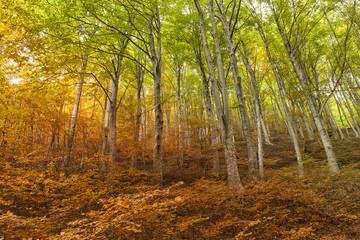 Tempo che passa: avvicendarsi delle stagioni autunno e primavera in una foresta di lecci
