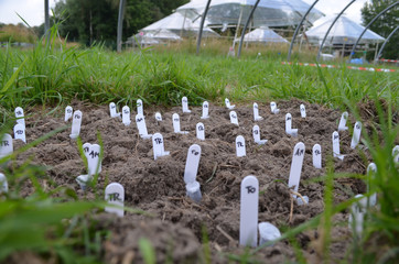 Ecological experiment with disturbed grassland gaps