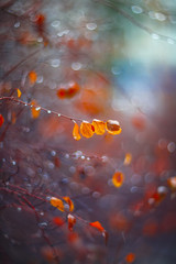 background with branches leaves and raindrops