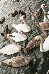 Obraz premium Swans and geese battling it out for bread