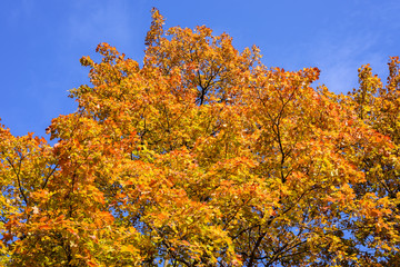 Beautiful yellow leaves on the tree against the blue sky.