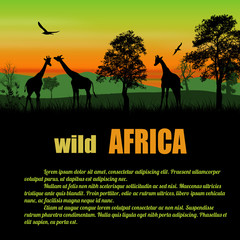 Wild Africa poster