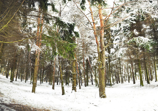 Fototapeta Forest