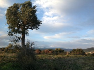 Obraz premium Olivenbaum