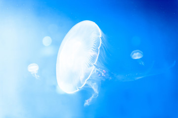 Group of light blue jellyfish