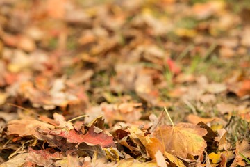 Dead leaves on the ground