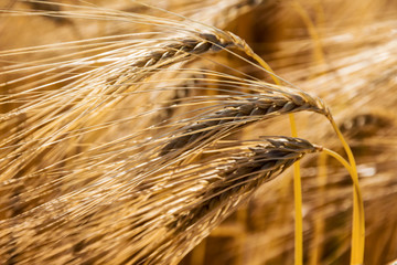 Gerstenfeld vor der Ernte