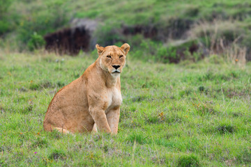 Lioness
