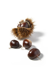 Chestnuts and Urchins