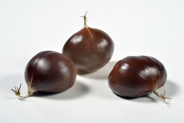 Chestnuts on white plane