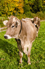 Naklejka na ściany i meble Braune Kühe im Herbst im Allgäu