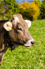 Braune Kühe im Herbst im Allgäu