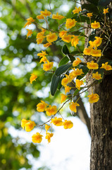 Lindley's Dendrobium is beautiful flower and have yellow colour