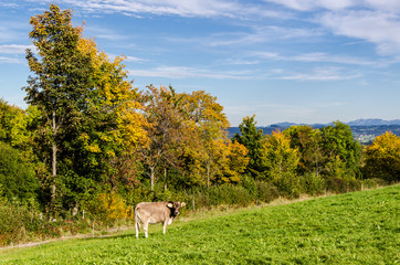 Braune Kühe im Herbst im Allgäu