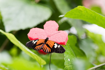 Pretty butterfly with orange and black colors