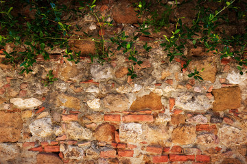 Ancient brick, stone wall with ivy. Vintage, grunge background