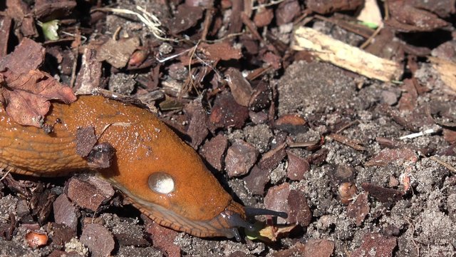 Wegschnecke im Garten