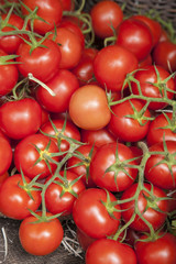 Tomato Background