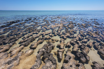 Stromatolites