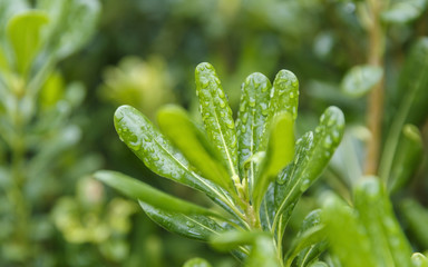Raindrops on the leaves of a bush in the park(soft focus)
