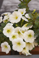 Cream Pansy Flower