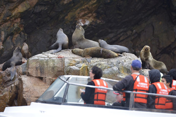 Fototapeta premium Leones marinos, Islas Ballestas, Perú